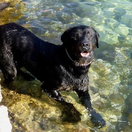 Appartamento Lana Omišalj